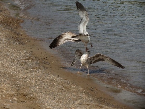 seagulls-wicklund